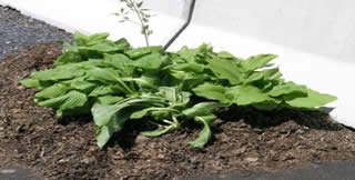 Bring us your unwanted and unusable yard waste and allow us to turn it into material that you can reuse on your gardens and flowerbeds.