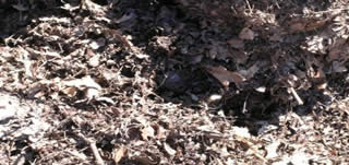 Collected leaves before composting