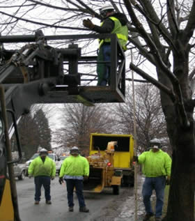 Township staff trimming trees in Green Lane Farms