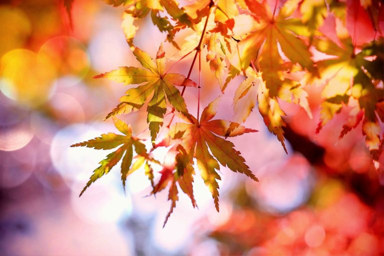 Lewisberry Fall Fest – Red Land Senior Center